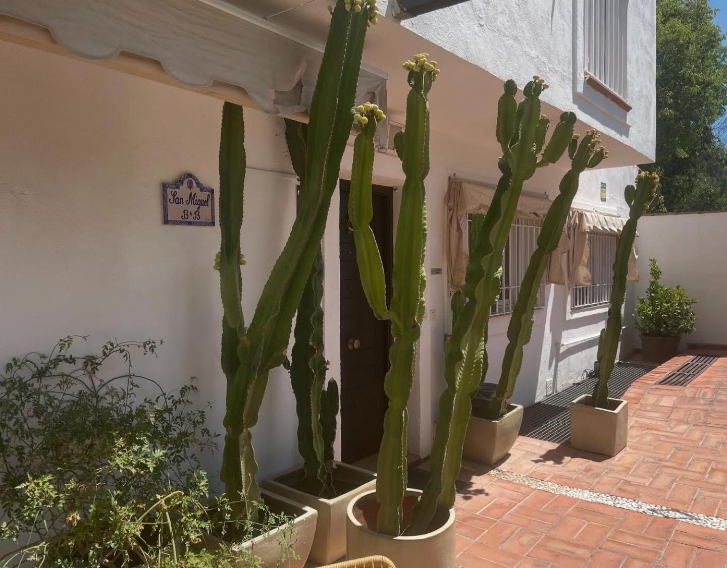 Bed & Breakfast San Miguel
